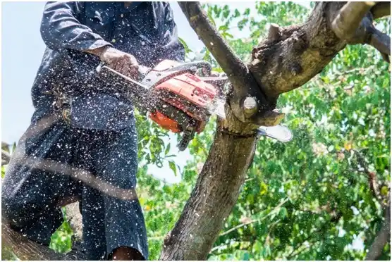 tree services Lone Rock